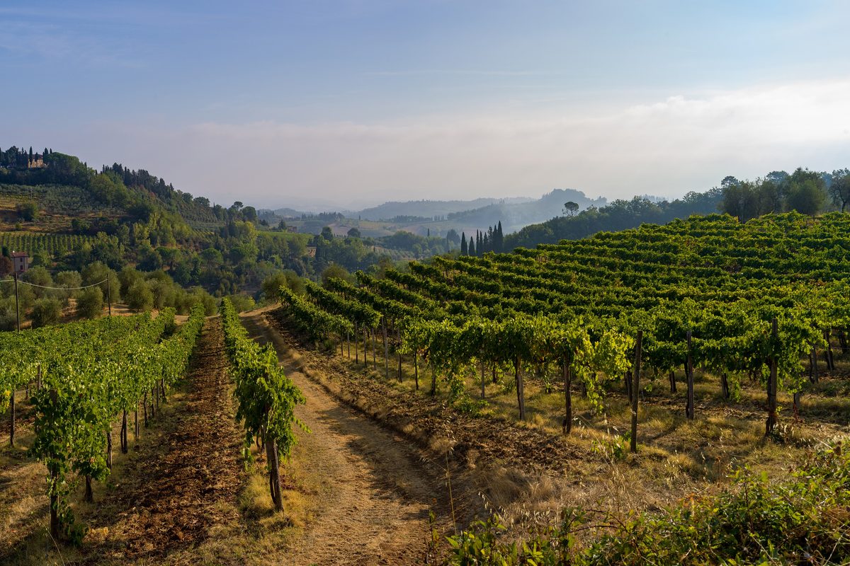 Rows of vines in the countryside near San Gimignano, with hills behind