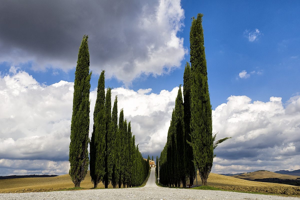 An avenue of cypresses leading to a farmhouse off the Via Cassia in the Val d'Orcia