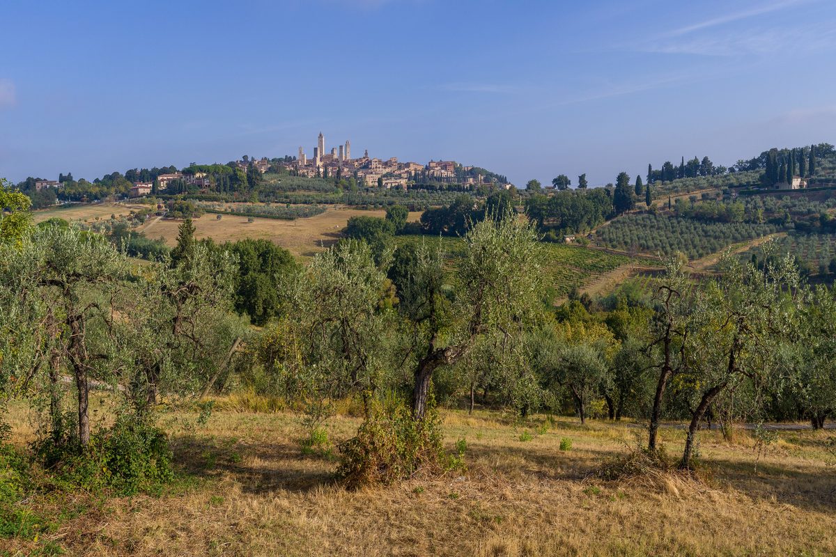 Olive trees in a field with the towers of San Gimignano on the hill behind