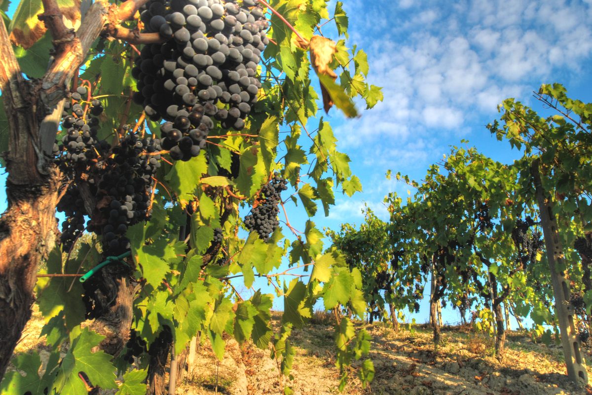 Bunches of red grapes on the vine in a Chianti vineyard