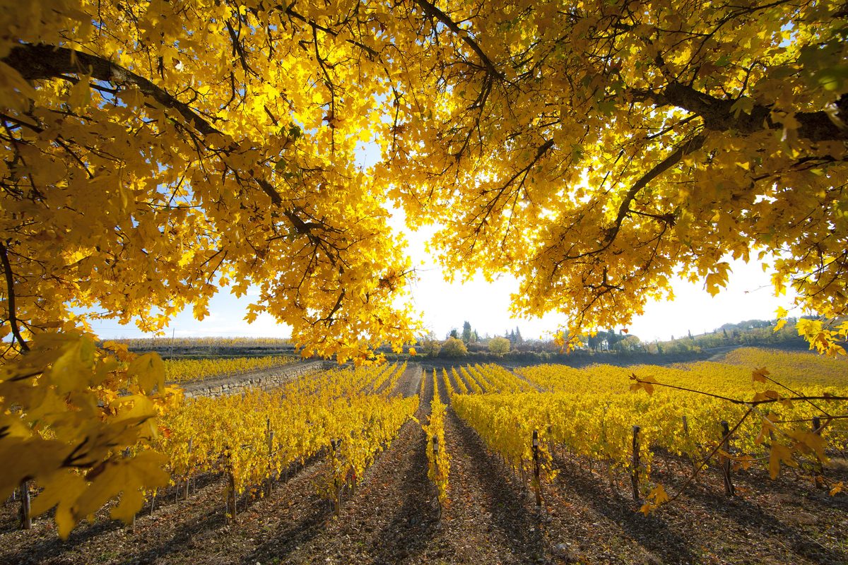 Rows of vines turned golden yellow in November near Ama, in Chianti